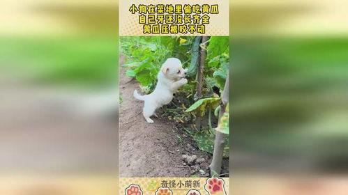 没牙小狗吃瓜,没牙小狗的甜蜜瓜果时光