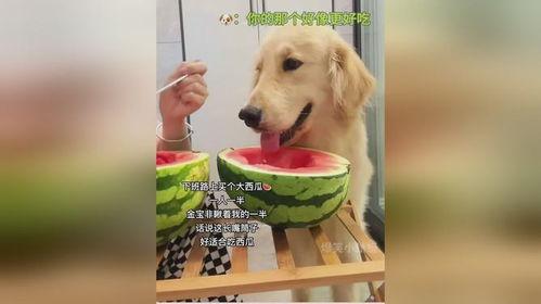 狗可以吃瓜嘛,瓜类水果的适宜性解析
