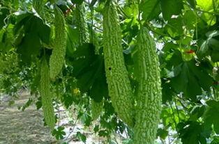 永安供电公司吃瓜,吃瓜群众见证电力奇迹