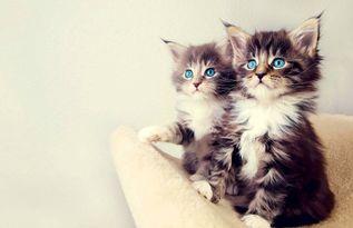 小猫吃瓜蘸酱视频,小猫吃瓜蘸酱，萌态十足！