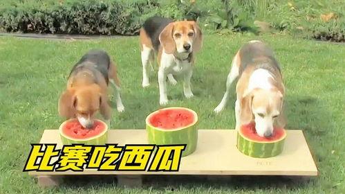 狗也在吃瓜,宠物狗抢食瓜果，萌态百出