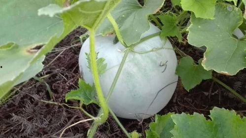 冬天没瓜吃,揭秘冬季瓜类美食之旅